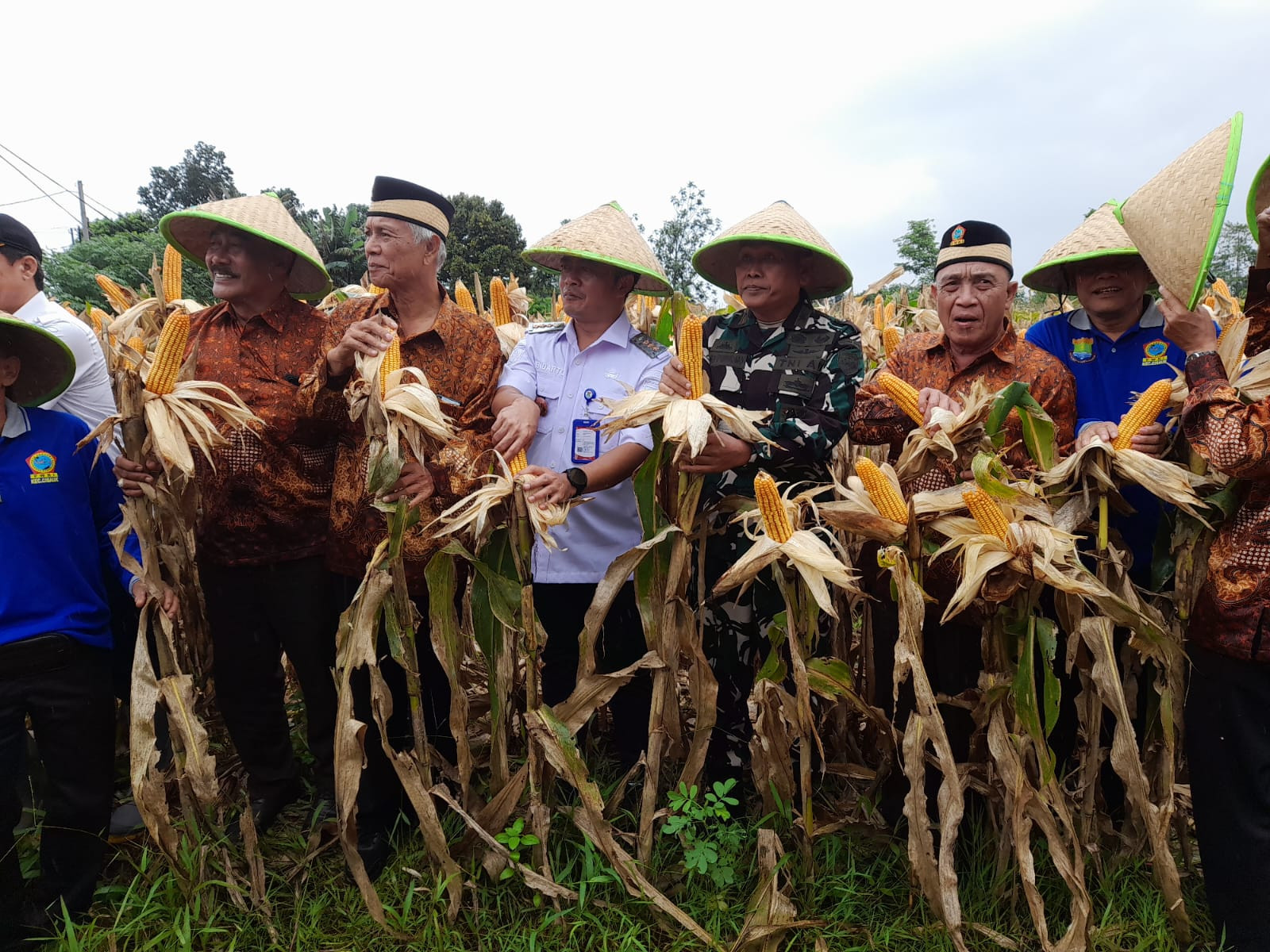 Koramil Legok Kawal Panen Jagung Perkuat Ketahanan Pangan Cisauk