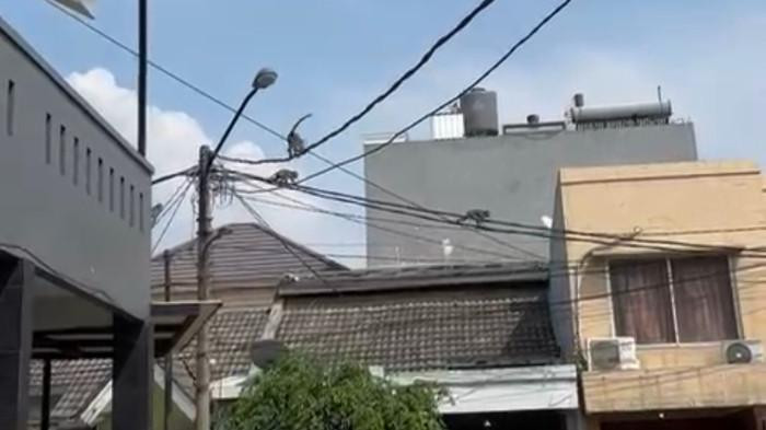 Pemkot Tangsel Kewalahan Tangkap Monyet yang Masuki Pemukiman Warga karena Tak Punya Alat Bius